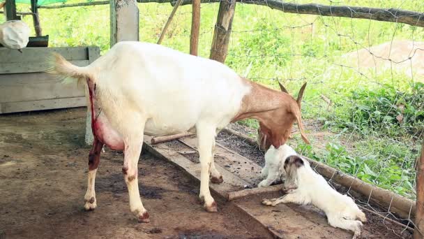 Chèvre Mère Nourrissant Nettoyant Son Nouveau Jumeau — Video