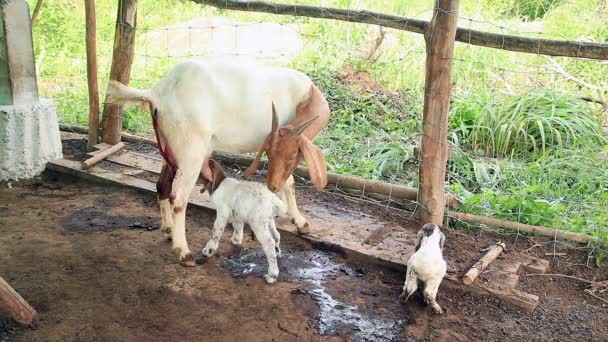 Cabra Madre Alimentando Limpiando Gemelo Recién Nacido — Vídeo de stock