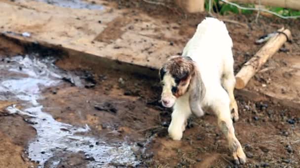 Farmer Cleaning Newborn Goat Local Farm — Stock Video