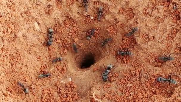 Multitud Hormigas Negras Trabajando Con Técnica Zoom — Vídeo de stock