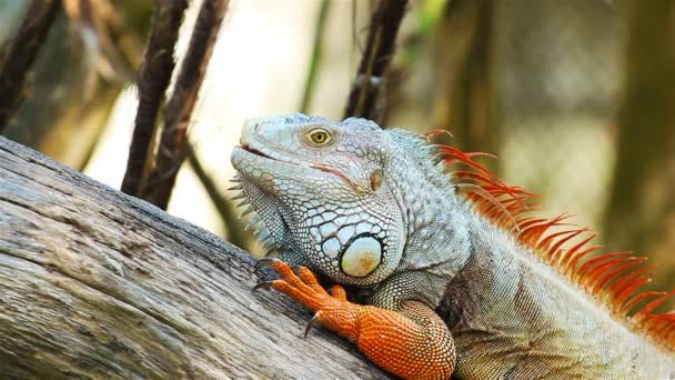 Iguana Verde Relajante Sobre Viga Madera — Vídeo de stock