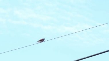 Boyalı Leylek Kuşu Tarlada yiyecek arıyor