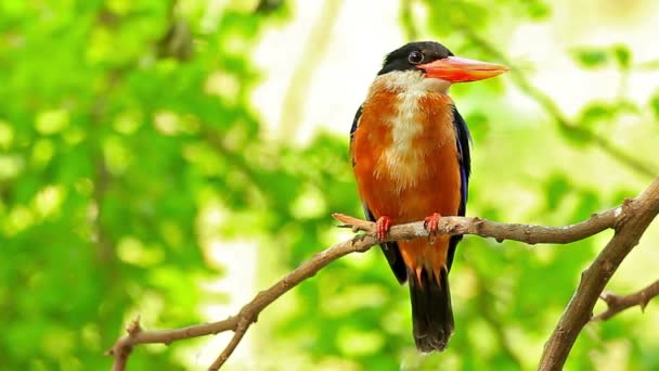 Kingfisher Bird Branch — Stock Video