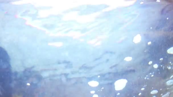 水槽でのサメの泳ぎ — ストック動画
