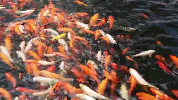 Crowd Koi Carp Pond — Stock Video