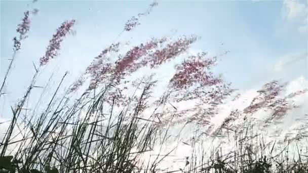青い空の背景を持つ風吹いて草の花 — ストック動画