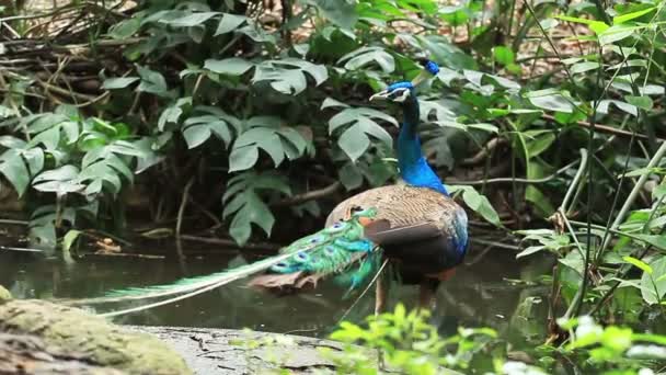 Beauty Peacock Nature — Stock Video