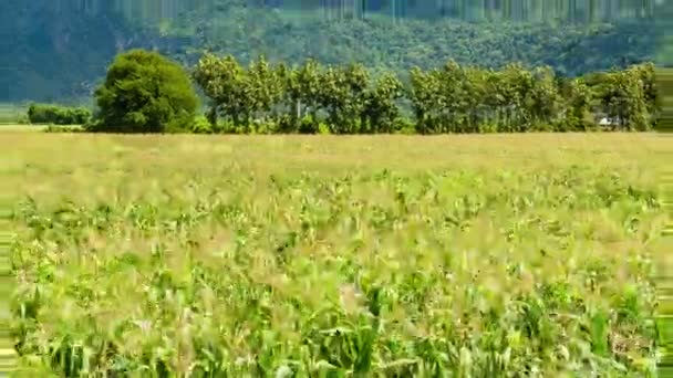 Campo Maíz Nube Movimiento Sobre Montaña Time Lapse Con Técnica — Vídeos de Stock