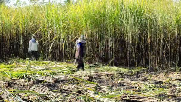 Farmer Cutting Tebu Timelapse — Stok Video