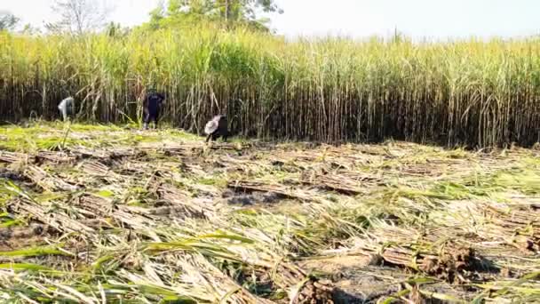 Corte Del Agricultor Timelapse Caña Azúcar — Vídeo de stock