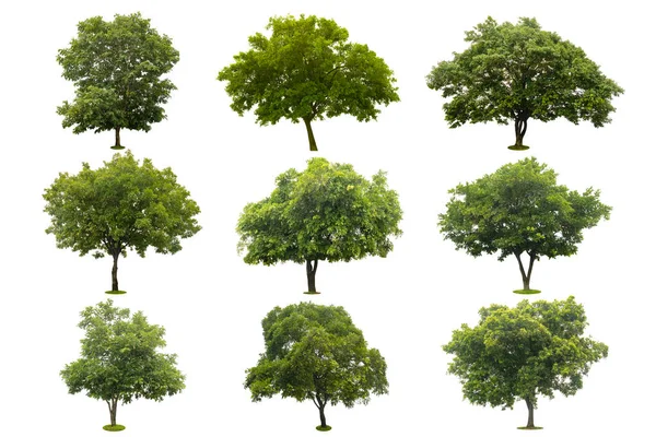 Dziewięć Kolekcji Piękne Zielone Drzewo Odizolowane Białym Ścieżką Wycinania — Zdjęcie stockowe