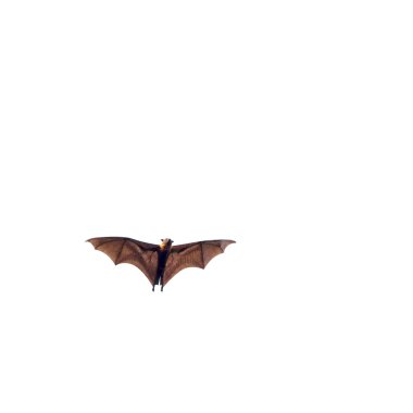 Giant fruit bat flying isolated clipart