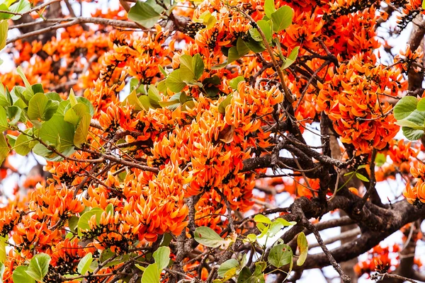 Hakkblomst – stockfoto