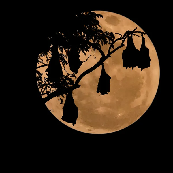 Силуэт летучая мышь на дереве с лунным фоном — стоковое фото