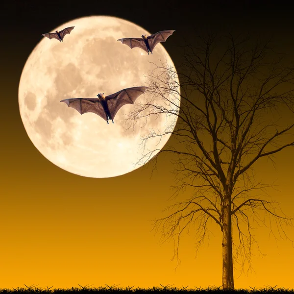 ハロウィーンの夜の概念 — ストック写真