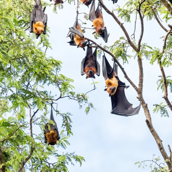 Гігантська фруктова кажана на дереві — стокове фото