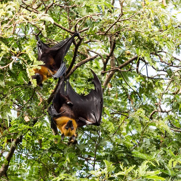 Γίγαντας νυχτερίδας φρούτων στο δέντρο — Φωτογραφία Αρχείου