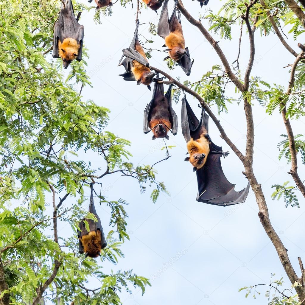 giant fruit bat on tree