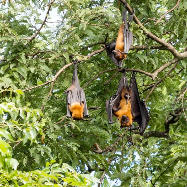 Murciélago de fruta gigante en árbol — Foto de Stock