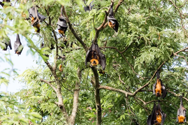 Murciélago de fruta gigante en árbol — Foto de Stock