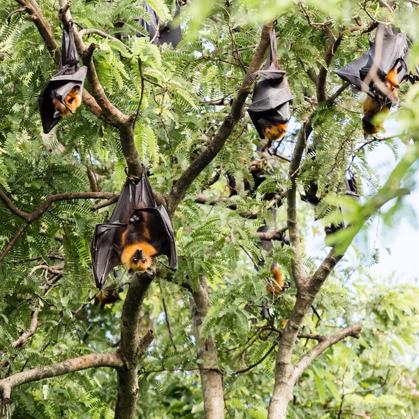 Murciélago de fruta gigante en árbol — Foto de Stock