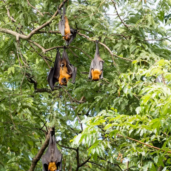 Murciélago de fruta gigante en árbol — Foto de Stock