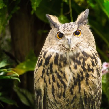  Avrasya kartal baykuş