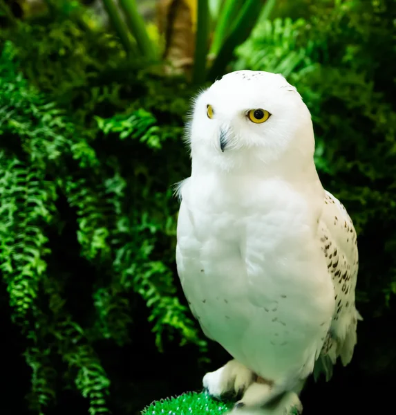 Schneeeule — Stockfoto