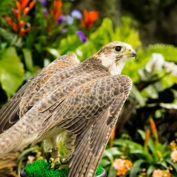 Wanderfalke — Stockfoto