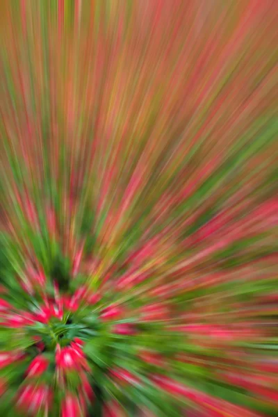 Abstract background of planting flower in garden,with blur filte — Stock Photo, Image