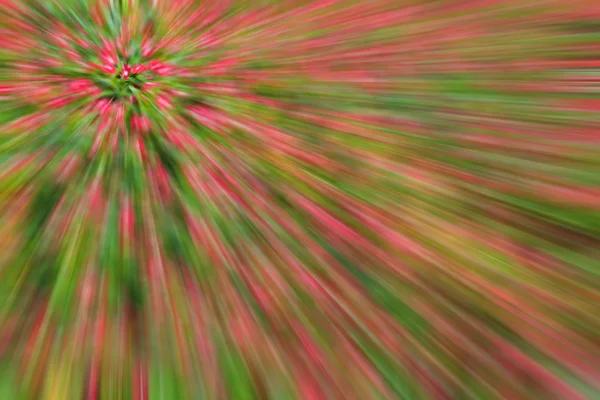 Abstrakter Hintergrund der Pflanzung von Blumen im Garten, mit unscharfem Filter — Stockfoto