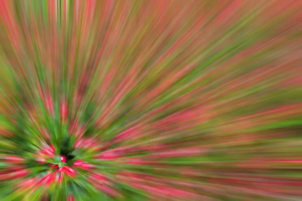 Abstract background of planting flower in garden,with blur filte — Stock Photo, Image