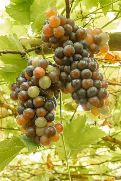 Mûrir grappes de raisin sur la vigne — Photo