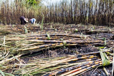 şeker kamışı çiftlikte hasat işçilerin