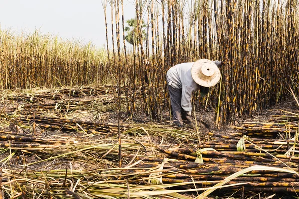 Workers harvesting sugarcane in farm — Stock Photo, Image