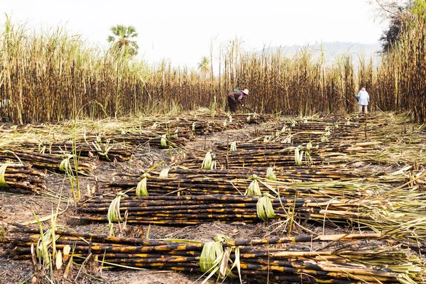 Workers harvesting sugarcane in farm — Stock Photo, Image