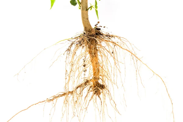 Árbol de raíces aislado sobre fondo blanco —  Fotos de Stock