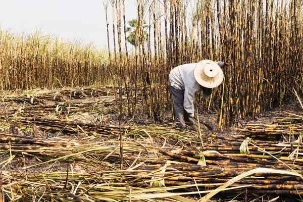 Werknemers oogsten suikerriet in boerderij Stockafbeelding