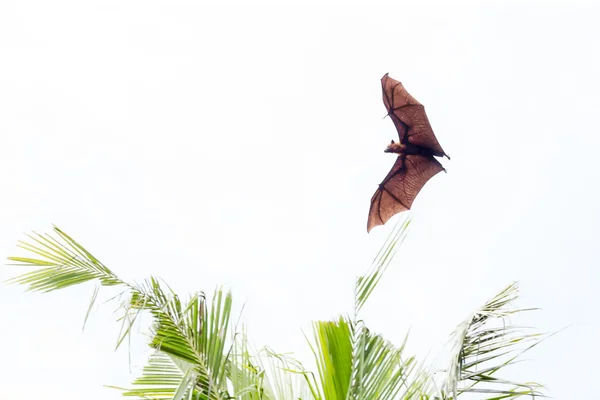 Giant fruit bat flying