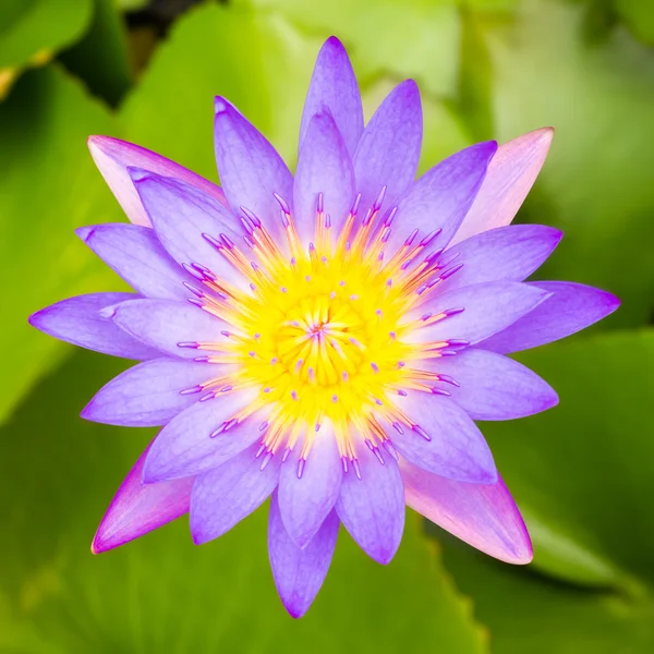 Purple water lily on green leaves — Stock Photo, Image