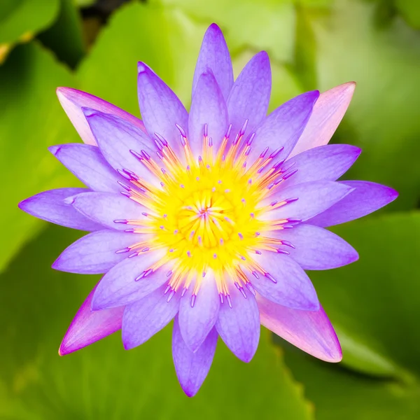 Lírio de água roxo em folhas verdes — Fotografia de Stock