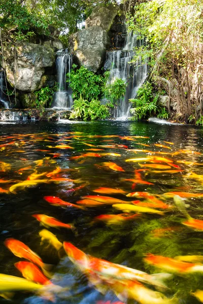 Koi fisk i damm med vattenfall — Stockfoto