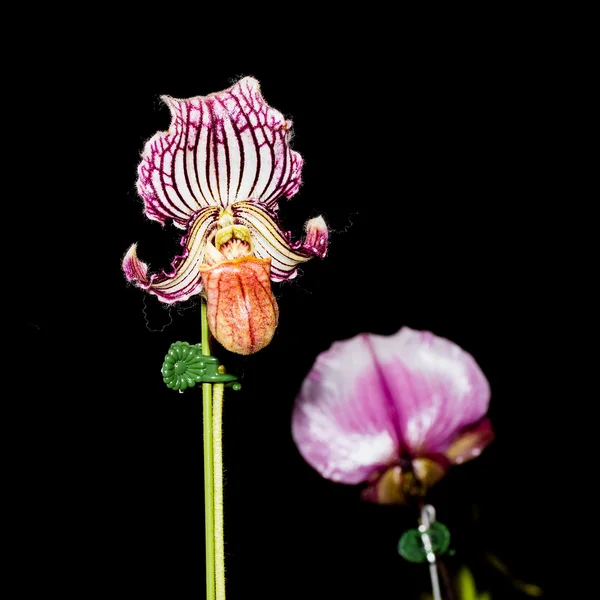 Lila Paphiopedilum orkidé isolerad på svart bakgrund — Stockfoto
