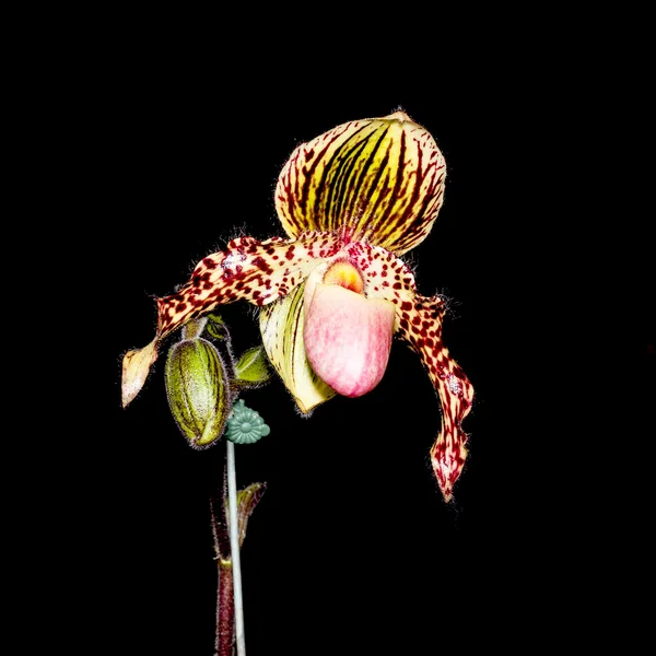 Orquídea Paphiopedilum verde aislada sobre fondo negro —  Fotos de Stock