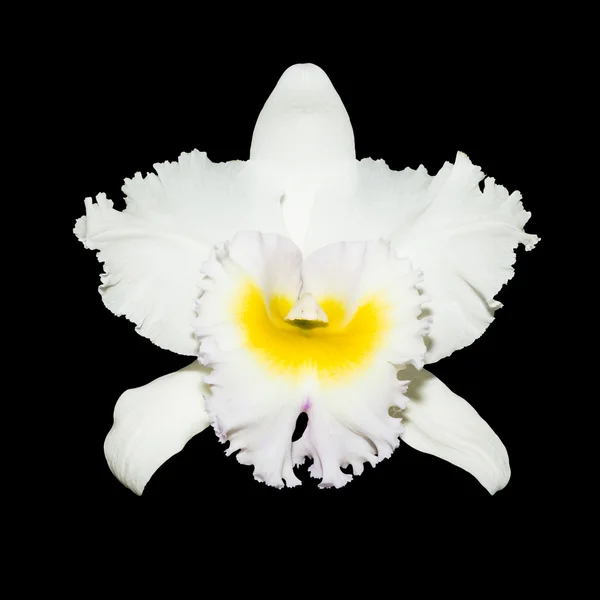 Orquídea blanca aislada sobre fondo negro con ruta de recorte —  Fotos de Stock