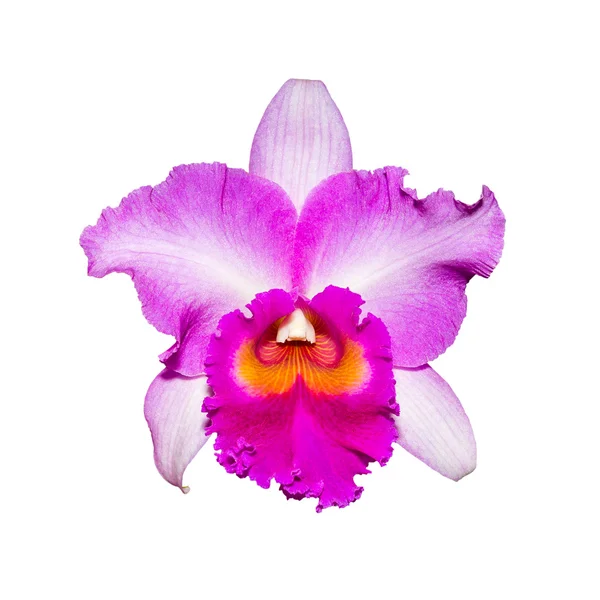 Purple orchid isolated on white background with clipping path — Stock Photo, Image