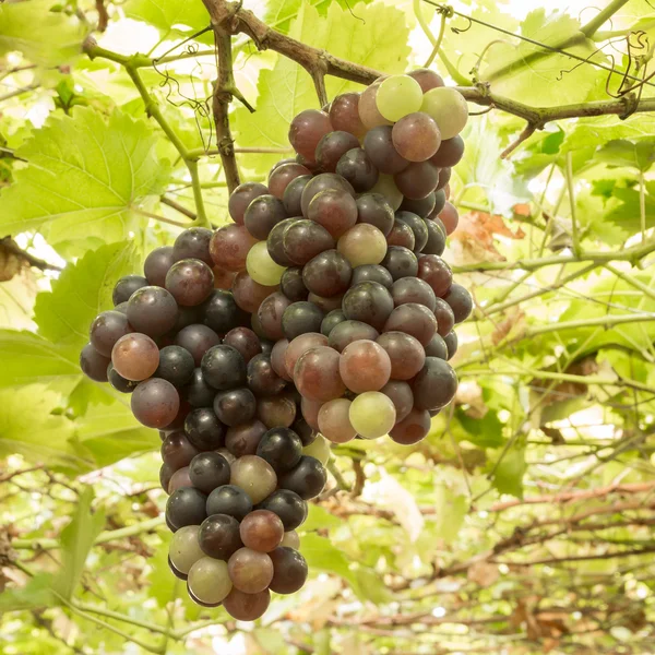 葡萄藤上成熟的葡萄丛生物 — 图库照片