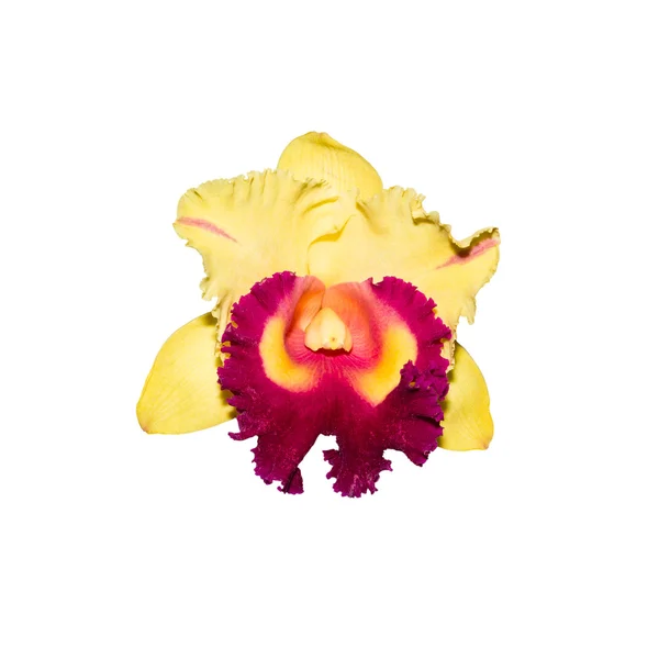 Желтая орхидея, выделенная на белом фоне — стоковое фото