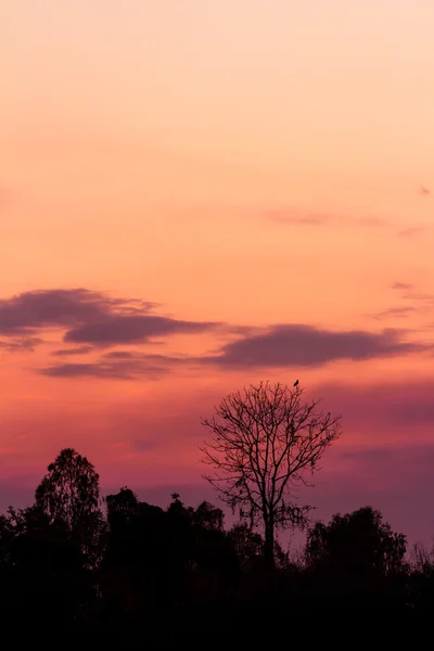 Träd silhuett på vackra solnedgången bakgrund — Stockfoto