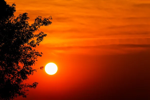 Silhouet van de bomen op de achtergrond prachtige zonsopgang — Stockfoto